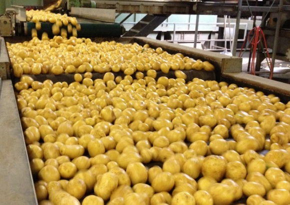 Ni-Fresh Soyulmuş Vakumlu Patates İstanbul